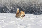 CORGI PEMBROKE 945